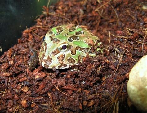 The pacman frog is a beautiful amphibian that originates from the jungles of south america. z OUT OF STOCK - PACMAN frog - Ceratophrys cranwelli, CB GRE