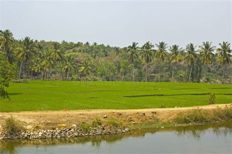 Rice Fields In Karnataka Stock Photo Image Of Agriculture 46267226