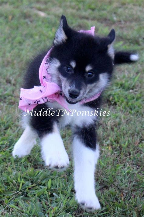 Color:if you are looking for miniature dachshund puppy for sale, it's smart to know about coats and coat care. Pin by Pomskies of Middle Tennessee-M on Middle TN Pomsky ...