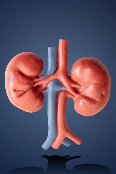 Renal Artery Stock Photos Pictures And Royalty Free Images Istock