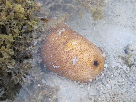 Защищающийся Морской огурец(голотурия) - Defensive sea cucumber (лат ...
