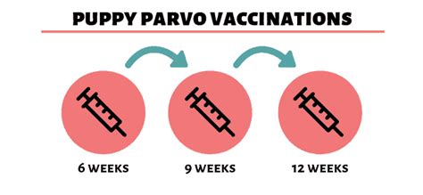 Parvo In Dogs How Dogs Get Parvo Symptoms Treatment And Vacciation Info