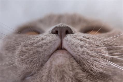 Cat Dry Nose Causes And How To Help Great Pet Care