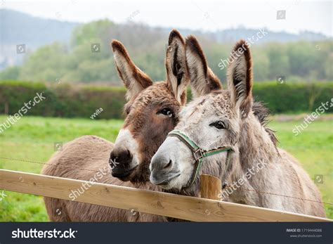 1499 Imágenes De Donkeys Together Imágenes Fotos Y Vectores De
