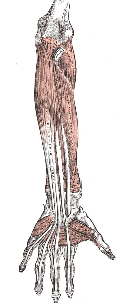 The anconeus, located in the superficial region of the posterior forearm compartment, moves the ulna during pronation and extends the forearm at the elbow. Muscles of the Upper Limb | Boundless Anatomy and Physiology