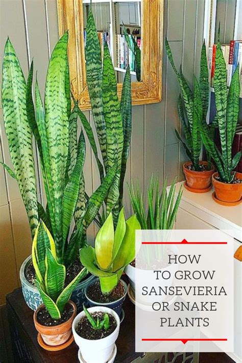 Caring For Snake Plant Indoors Applifemyid