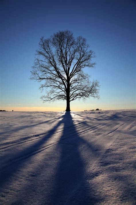 Lone Tree In Snow By Larry Landolfi Lone Tree Tree Landscape