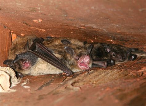 We did not find results for: What Does A Bat In The Attic Sound Like - Image Balcony ...