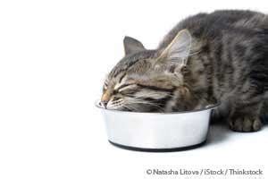 Another common reason cats vomit is from eating too quickly. How to Slow Down a Cat Who Eats Too Fast