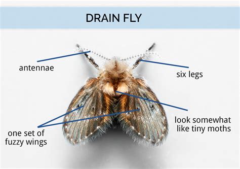 What Are Drain Flies Drain Fly Identification