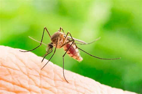 Why Do Mosquitos Like Our Blood Green Pest Services
