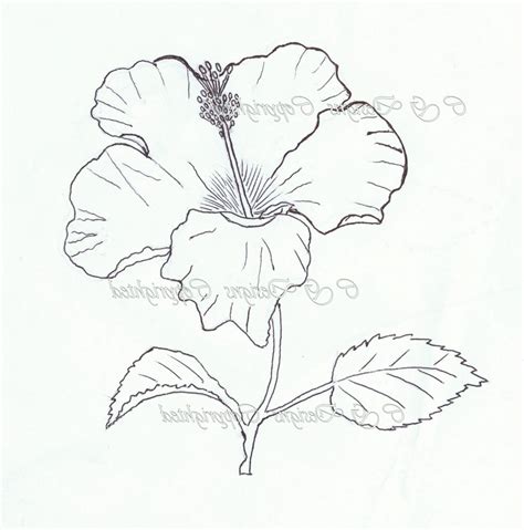Hibiscus strauch 4 1 zum kleinen preis hier bestellen. Hibiscus Flower Pencil Drawing at GetDrawings | Free download