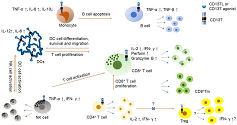 Cancers Free Full Text Cd137 As An Attractive T Cell Co Stimulatory