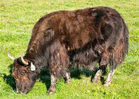 Vermont Yak:The Planet's GREENEST Red Meat.: YAKS FOR SALE! $5,000 for