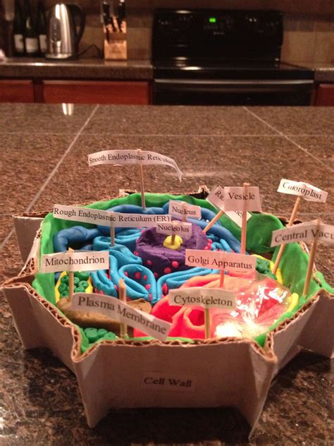 Animal cell functions are solely dependent on the organelles and structures associated with the cell. Science project..plant cell | Cellula animale, Attività ...