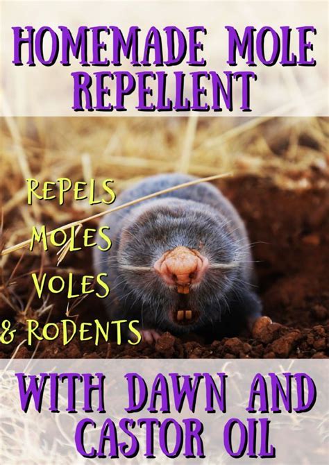 How To Get Rid Of Ground Moles With Dawn Soap Mole Repellent Moles