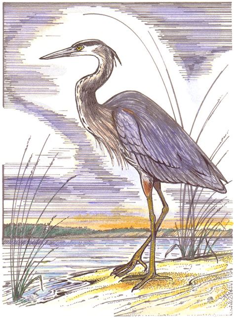 Great Blue Heron Drawing Drawing By Kay Lake Fine Art America