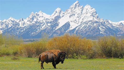 15 Facts About Bison Us National Park Service