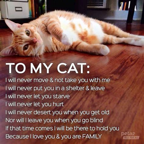 to my cat i will never let you down carson cats in need of fosters even for temporary