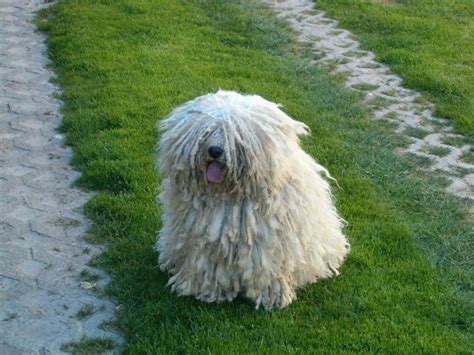 The hungarian puli (pulik in plural form) is an ancient sheepdog whose the hungarian puli loves giving affection just as much as receiving it. Facts About the Hungarian Puli: The Mop Dog | PetHelpful