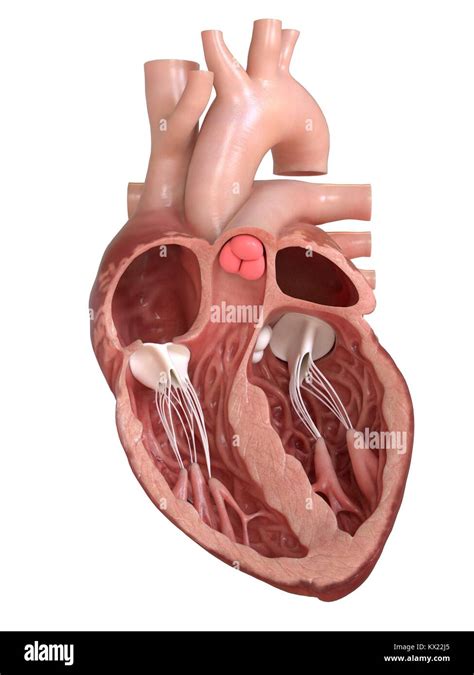 Human Heart Anatomy Showing Valves Cross Section Illustration D My