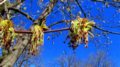 It is sometimes considered a weedy or invasive species, and has been introduced to and naturalized throughout much of the world, including in south america, australia, new zealand, south africa, much o. Wandering in Canada: Manitoba Maple - Acer negundo ...