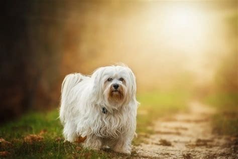 Havanese Dog Breed Facts And Personality Traits