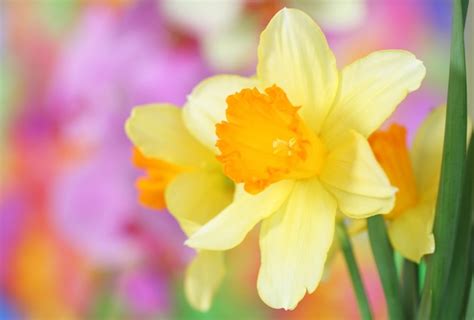 Premium Photo Close Up Of Daffodils