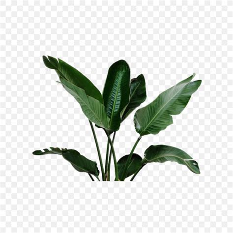 We provide millions of free to download high definition png images. Flowerpot Plants Swiss Cheese Plant Tropical Garden, PNG ...
