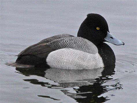 The lesser will present itself in many different ways. Lesser Scaup (gobirding.eu)