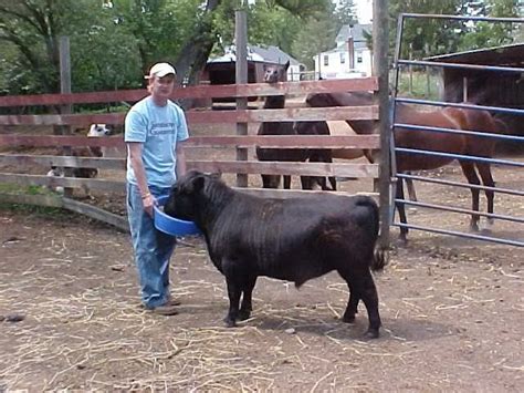 Miniature cows cost $1,800 to $3,500 depending on the size, markings and color. Miniature Angus. Want to get one | Exotic pets, Mini cows ...