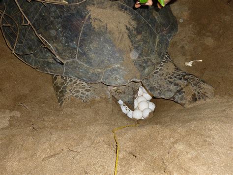 C Mo Nacen Las Tortugas Marinas Resumen