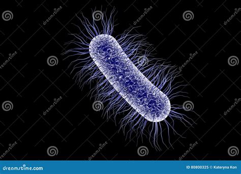 Escherichia Coli E Coli Bacteria Cells Under Microscope Royalty Free