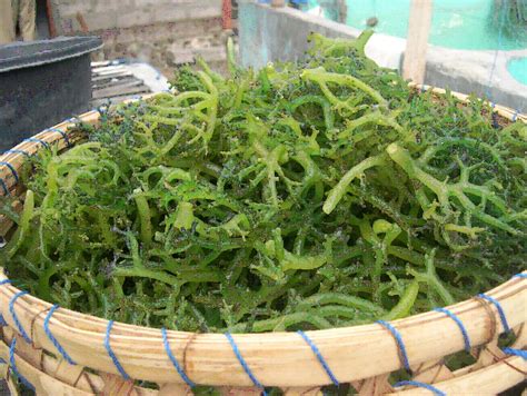 Rumput laut merah yang banyak dimanfaatkan adalah kappaphycus alvarezii yang merupakan salah satu karagaenofit yang mampu membentuk gel pada rumput laut sehingga menghasilkan pasta yang baik, menghasilkan pati fluor. MEDIA PENYULUHAN PERIKANAN: INOVASI PENGOLAHAN RUMPUT LAUT ...