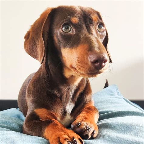 Miniature Dachshund Puppy Choco Tan 5 Months