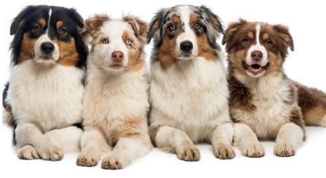 Are Australian Shepherds Aggressive Dogs And Cats Hq