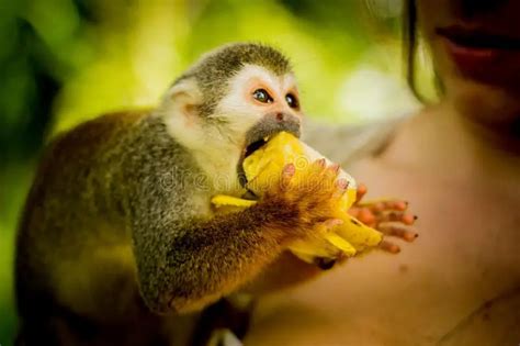 What Do Squirrel Monkeys Eat
