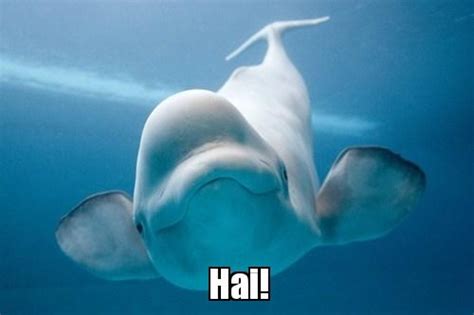 Save Nature Because Beluga Whales Are Just Too Damn Cute Meme