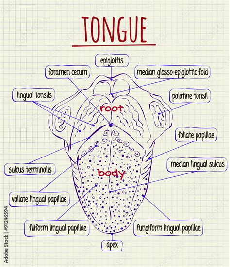 Diagram Of The Anatomy Of Human Tongue Stock Vector Adobe Stock