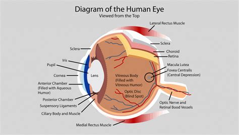 How Your Eye Works Optometry In Denver Optical Masters