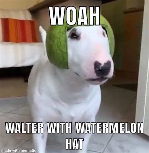 Woah Walter With Watermelon Hat Rfunny