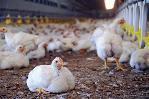 Thinking Of Going Into Poultry Farming Here Is The Commercial Poultry
