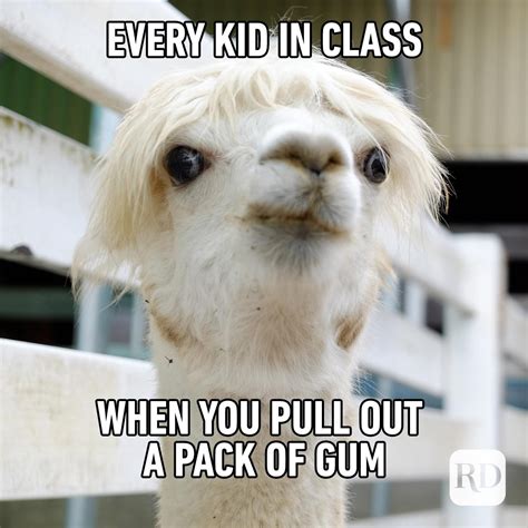 The Best Llama Memes Memedroid