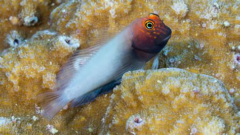 While some big island fishing charter companies will supply food and drink, others will not, but all will provide you with the equipment that you need to catch fish. New species could explain origins of Hawaiian endemic fish ...