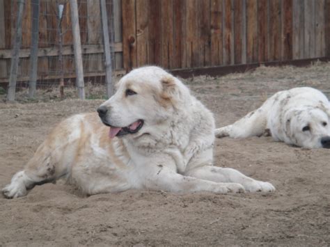 Puppies central asian shepherd dog alabai age 2.5 month for sale! Central Asian Shepherd(Alabai)dogs from California,USA