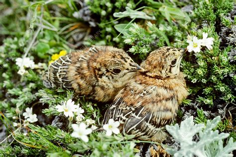 Blue Grouse Stock Image C0045636 Science Photo Library