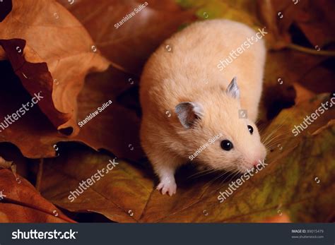 Cream Syrian Hamster On Autumn Leafs Stock Photo 89015479 Shutterstock