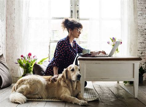 Dog daycare micro franchise without the macro cost. Three Reasons to Start a Dog Daycare through a Franchise ...