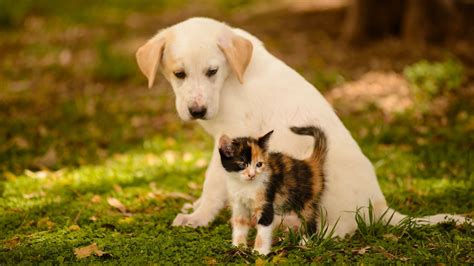 Cute Dog And Cat Wallpaper