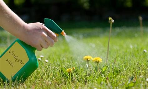 Keep the lawn long, so it takes longer for seeds to work their way down the ground. Pet Safe Weed Killer | LoveToKnow